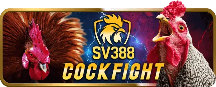 Đá gà Mỹ KJC789